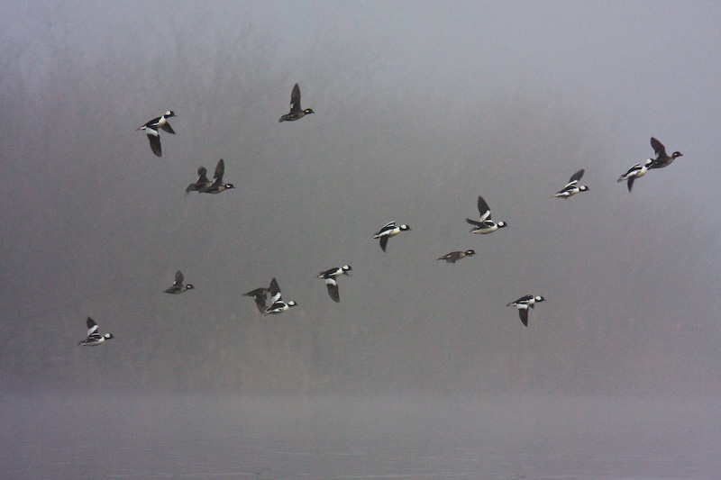 Bufflehead In Flight